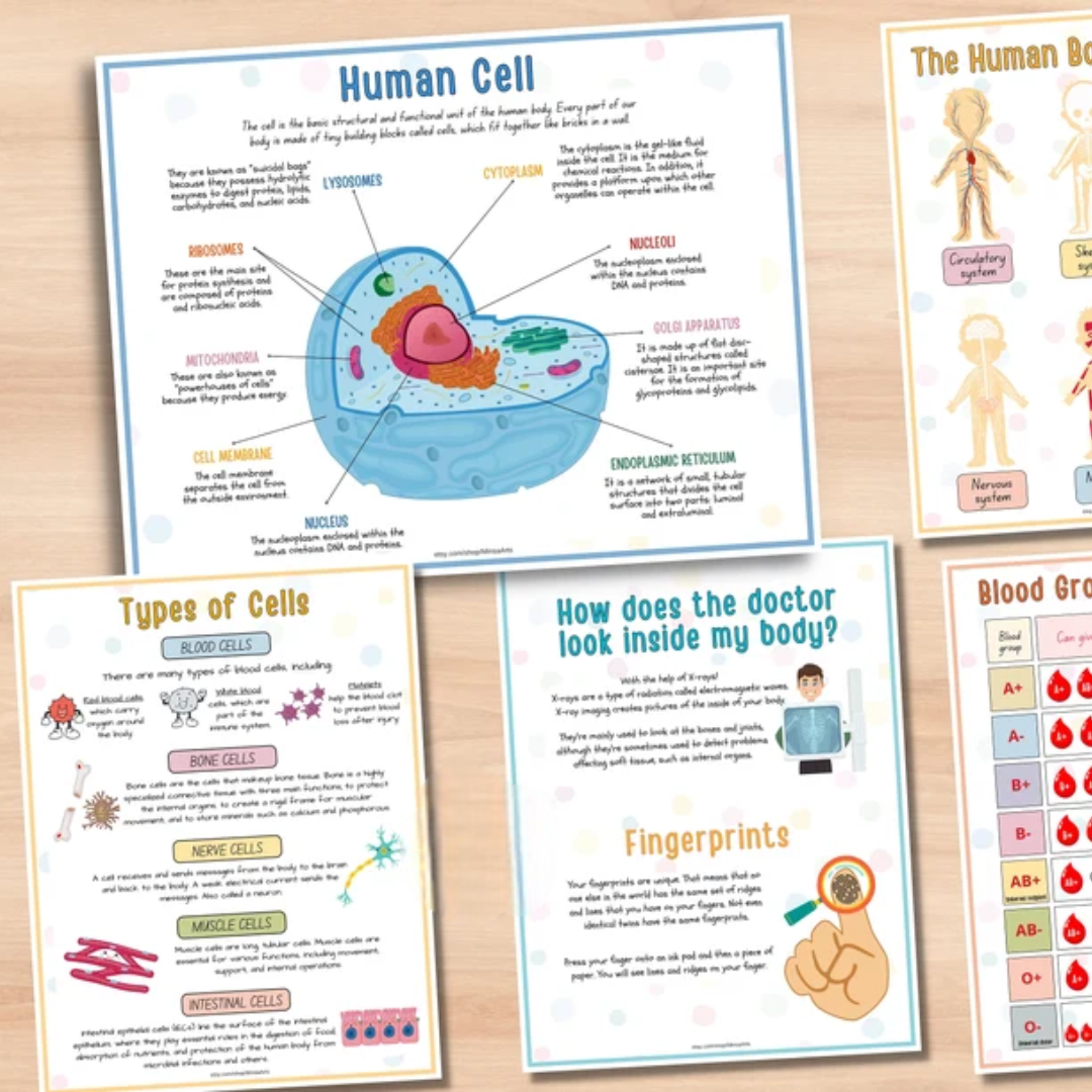 Human Anatomy Busy Book PRINTABLE Human Body Worksheets | Preschool Curriculum, Homeschool Toddler Learning Binder - PDF