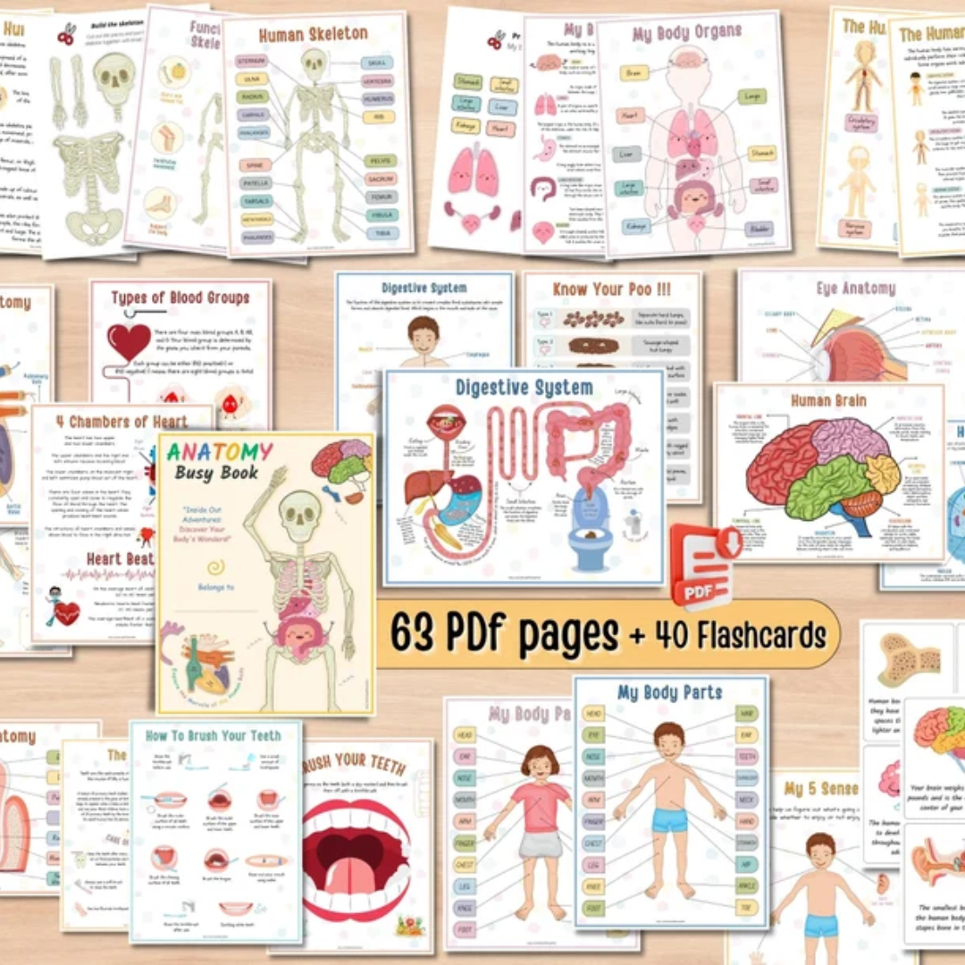 Human Anatomy Busy Book PRINTABLE Human Body Worksheets | Preschool Curriculum, Homeschool Toddler Learning Binder - PDF