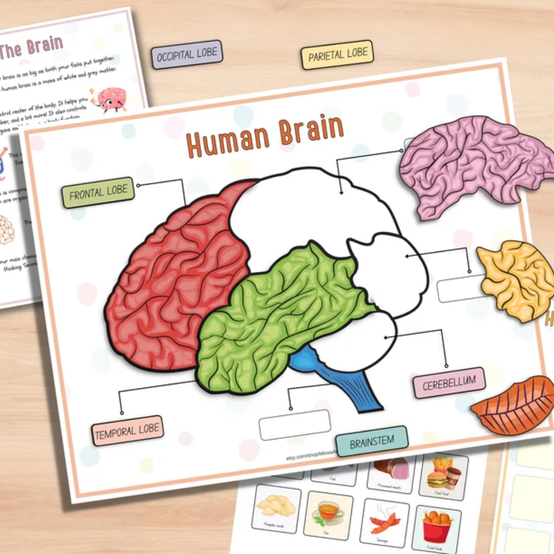 Human Anatomy Busy Book PRINTABLE Human Body Worksheets | Preschool Curriculum, Homeschool Toddler Learning Binder - PDF