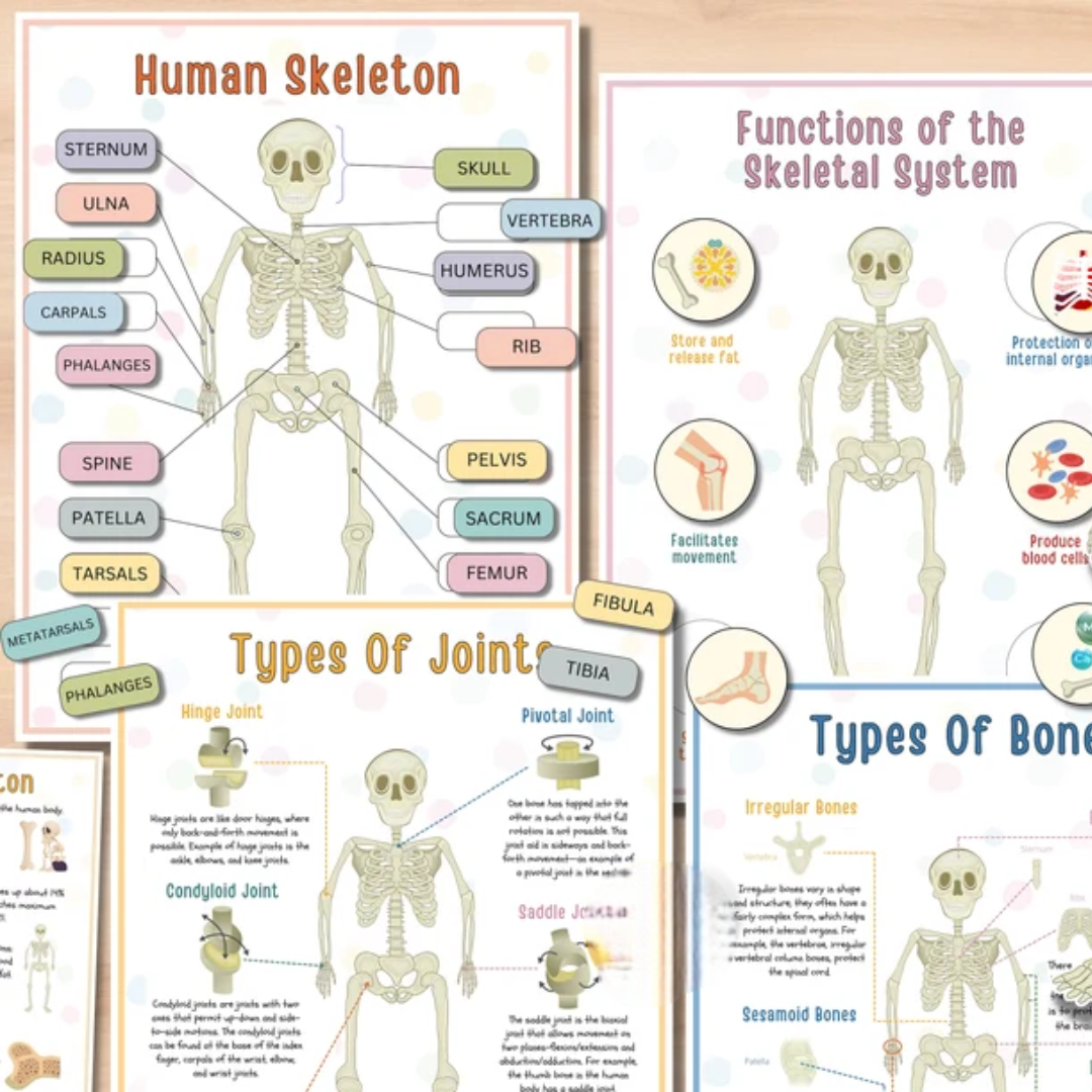 Human Anatomy Busy Book PRINTABLE Human Body Worksheets | Preschool Curriculum, Homeschool Toddler Learning Binder - PDF