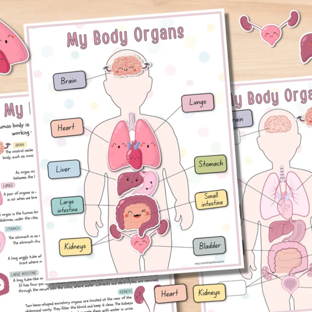 Human Anatomy Busy Book PRINTABLE Human Body Worksheets | Preschool Curriculum, Homeschool Toddler Learning Binder - PDF