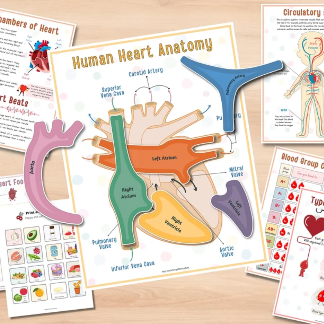 Human Anatomy Busy Book PRINTABLE Human Body Worksheets | Preschool Curriculum, Homeschool Toddler Learning Binder - PDF