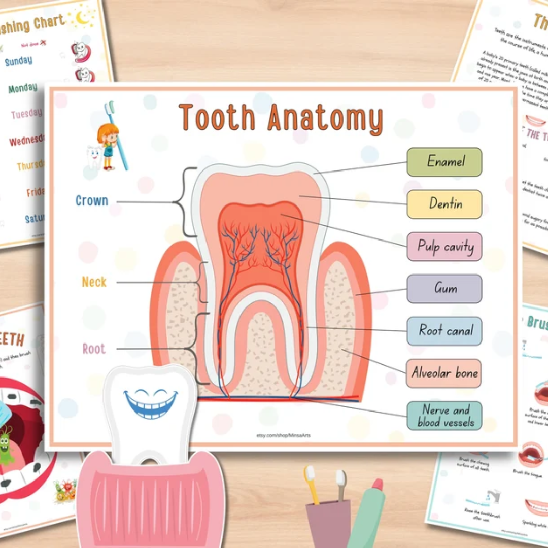 Human Anatomy Busy Book PRINTABLE Human Body Worksheets | Preschool Curriculum, Homeschool Toddler Learning Binder - PDF