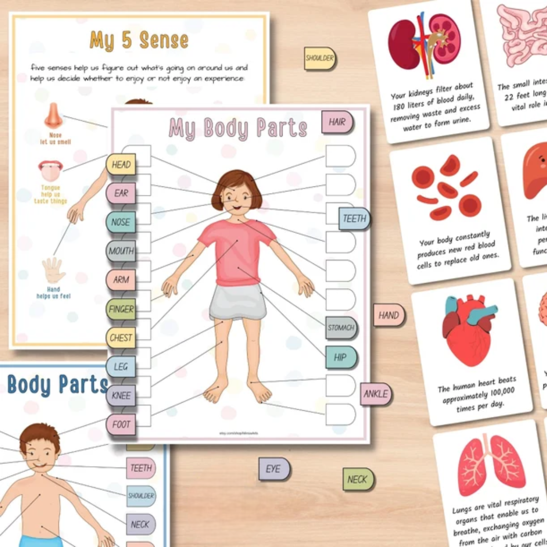 Human Anatomy Busy Book PRINTABLE Human Body Worksheets | Preschool Curriculum, Homeschool Toddler Learning Binder - PDF