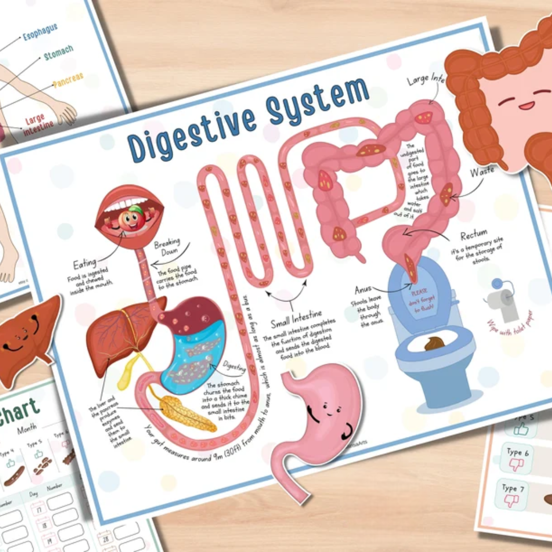 Human Anatomy Busy Book PRINTABLE Human Body Worksheets | Preschool Curriculum, Homeschool Toddler Learning Binder - PDF